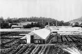 Björk & Roos handelsträdgård på 1930-talet.