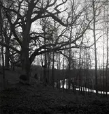 Ekebacke i Östra Årena, Målilla socken.