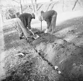 Två personer anlägger en rabatt.