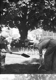 Två trädgårdsmästare gräver i en rabatt vid Anna Lindhs park (Bryggarparken) framför två damer som sitter på en bänk. I bakgrunden syns den stora eken och Södra Torget.