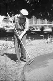 En trädgårdsmästare utför trädgårdsskötsel i en rabatt vid Anna Lindhs park (Bryggarparken). I bakgrunden syns den stora eken och Södra Torget.