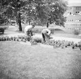 Två trädgårdsmästare placerar ut plantor på en gräsmatta. Bild från Stadsparken med Viskan och färgeriet i bakgrunden.