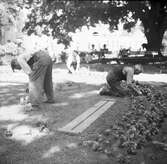 Trädgårdsmästare sätter ut plantor i Anna Lindhs park, dåvarande Bryggarparken.