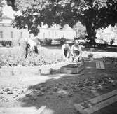 Trädgårdsmästare sätter ut plantor i Anna Lindhs park, dåvarande Bryggarparken. I bakgrunden syns Viskan och Wiskabergs fabrik.