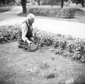 Två trädgårdsmästare placerar ut växter på en gräsmatta. Bild från Stadsparken med Wäveribolaget i bakgrunden.