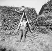 Trädgårdsmästare på stege klipper en häck.