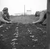 Två trädgårdsmästare sköter om växter i en rabatt vid S:t Sigfrids griftegård, krematoriet.