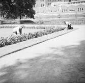 Trädgårdsmästare sköter om växter i Stadsparken. I bakgrunden syns Wäveribolagets byggnad.