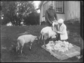 Fårklippning 1928.