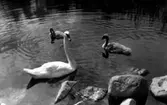 Svanar i Svartån, Västerås.