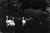 Svanar i Svartån, Västerås.