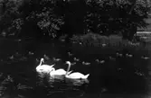 Svanar i Svartån, Västerås.