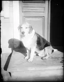 Hund sitter på trappan framför dörren, Östhammar, Uppland