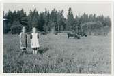 Kerstin och Greta i kohagen, Skogs-Tibble, Uppland