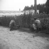 Två trädgårdsmästare sköter om plantor av vinbärsbuskar vid växthuset på Gässlösa.