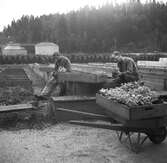 Två trädgårdsmästare på en plantage med Gässlösa vattenreningsverk i bakgrunden.