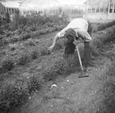 Trädgårdsmästare påtar i en plantage. I bakgrunden syns tre växthus.
