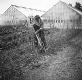 Trädgårdsmästare påtar i en plantage med buskar framför två växthus.