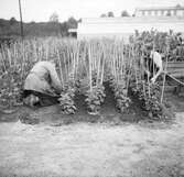 Två trädgårdsmästare påtar i en plantage.