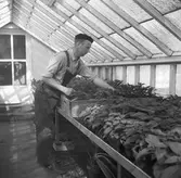 Trädgårdsmästare i ett växthus.