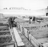 Trädgårdsmästare sköter om plantor vid växthuset på Gässlösa.