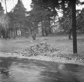 En hög med löv i okänd park.