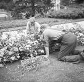 Två trädgårdsmästare rensar en rabatt med rosor.