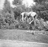 Två trädgårdsmästare sköter om en rabatt.