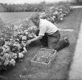 Trädgårdsmästare sköter om rosor i Stadsparken.