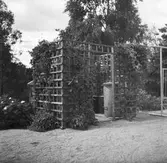 Bilder från Samhällsbyggnadsförvaltningen. Spalje med klängväxter för förvaring av sopkärl.