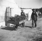 Två trädgårdsmästare med en skottkärra innehållande plantor i lådor. I bakgrunden syns två växthus och en silo vid reningsverket.