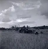 Rågskörd med självbindare.