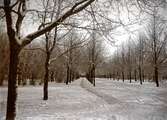 Allérna i Linnéparken en snöig vinterdag, tidigt 1900tal.