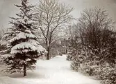 Järnvägsparken vid Norra Järnvägsgatan. Växjö. Vinter, ca. 1912.