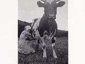 Annie Carlsson, gift Larsson, mjölkar kon Dahlia på Hallagård, Skärte 3 i Rolfstorp.