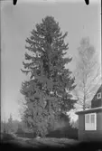 Hög gran, Västerås.
