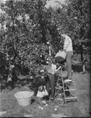 ÄPPELPLOCKNING OMSLAG