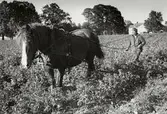 En man kör med häst på åkern framför Östrabo, Växjö. Ca 1960.