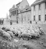 Ungerska ullsvin på väg genom Gyöngyös. Tjeckoslovakien-Ungern-Österrike 1935. 