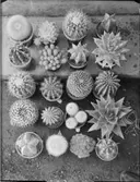 GAMLA MÖBLER SAMT BILDER PÅ KAKTUS I HAGA VÄXTHUS