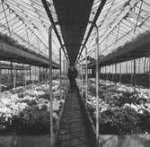 På en plantskola. Odling av blommor i växthuset. Belgien. Tyskland-Holland-Belgien 1938.