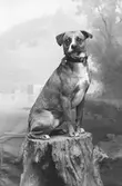 Baggströms hund; Ingår i porträttsamlingen från Knut Wallins ateljé.