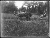 Nils Emanuelsson på slåttermaskinen 1927.