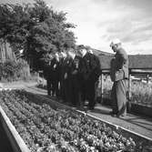 Studiebesök på försöksodlingen. Fyn, Danmark 1935.