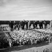 Studiebesök på försöksodlingen. Fyn, Danmark 1935.