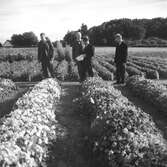 Studiebesök på försöksodlingen. Fyn, Danmark 1935.