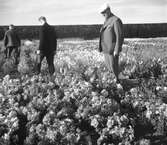 Studiebesök på försöksodlingen. Fyn, Danmark 1935.