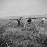 Studiebesök på fältet? Försöksodling. Fyn, Danmark 1935.