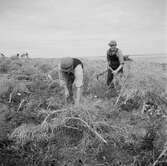 Studiebesök på fältet? Försöksodling. Fyn, Danmark 1935.