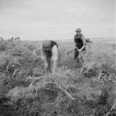 Studiebesök på fältet? Försöksodling. Fyn, Danmark 1935.